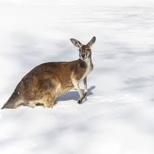 Von cairns oder port douglas aus können sie mit mike ball dive expeditions losfahren, um mit neugierigen und verspielten zwergwalen zu schwimmen. Ungewohnliche Aufnahmen Kangurus Hupfen In Australien Durch Seltenen Schnee Geo