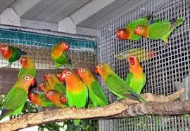 Oleh karena itu, cara untuk membuat lovebird merasa nyaman di tempat telur ini, kamu dapat menyediakan kayu yang sudah. Cara Budidaya Burung Lovebird Koloni Perawatan Dan Anakan Ilmubudidaya Com