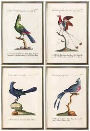 Antique Bird Prints Gallery Wall Frames Museum Outlets Bird Prints Gallery Wall Frames Prints