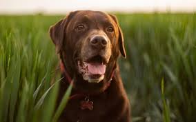 Chocolate Labradors Die Younger And Have More Health