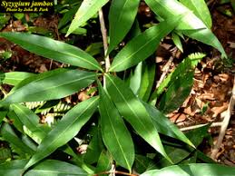 Image result for Syzygium jambos