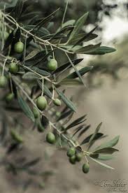 Its green fruit turns to brown or black tones when maturing. Olive Tree Growing Olive Trees Olive Tree Trees Indoors