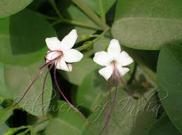 Image result for Volkameria