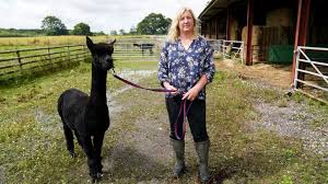 British government veterinarians on tuesday killed geronimo, an alpaca whose sentence of death for carrying bovine tuberculosis made . Geronimo The Alpaca Set To Die After No 10 Refuses Stay Of Execution Uk News Sky News