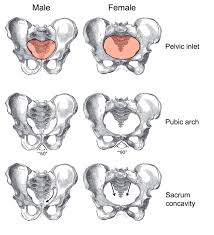 Exploring your sexuality with other sexes and species is highly suggested. The Pelvis Human Anatomy And Physiology Lab Bsb 141