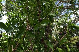 Image result for Coffea racemosa