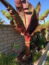 Care of the banana plants. Red Banana Tree Red Banana Tree Banana Tree Tree Borders