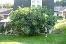 Wake up your late varieties to give them a head start to the season. Fig Tree Gallery The Italian Garden Project
