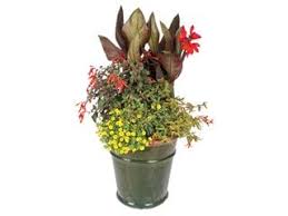 What potted flowers attract hummingbirds? Hummingbird Container Garden Garden Design