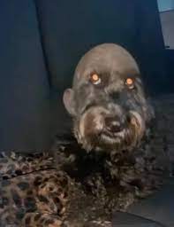 This Dog S Haircut Photos Are Straight Out Of A Horror Movie