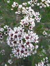 Chamelaucium Wanneroo Beautiful Flowers Types Of Plants Plants