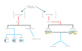 cell membrane flow chart by jesse taylor on prezi