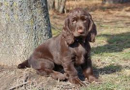 You'll love our cocker spaniels for sale. Field Spaniel Puppies For Sale Akc Puppyfinder