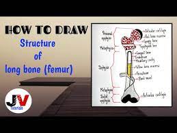 Make sure to leave enough space between the major categories on the diagram so that you can add minor detailed causes later. Long Bone Diagram Long Bone Diagram How To Draw Long Bone Youtube