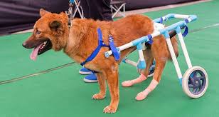 The best way to euthanize your dog is to contact your veterinarian. Quality Of Life Scale Is My Dog Suffering Cesar S Way