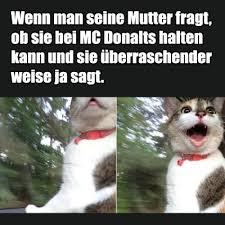 Besten bilder, videos und sprüche und es kommen täglich neue lustige facebook bilder auf debeste.de. Neue Beitrage Mit Tiere Tag Kostenlose Lustige Bilder Fur Whatsapp Profilbilder Spruche