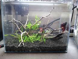 This plant is also known as the smallest water trumpet species. Critique My Nano Fish Tank Aquascape Shrimp Tank