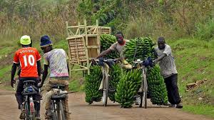 Image result for matooke