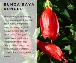 Keistimewaan bunga raya sebagai bunga hiasan bunga raya merupakan sejenis tumbuhan yang berbunga sepanjang tahun dan ia juga sejenis pokok bunga yang tidak memerlukan penjagaan yang rapi. Herba Diabetis Khasiat Bunga Raya Kuncup