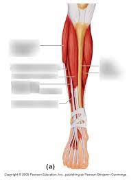 Start studying leg muscles (anterior view). Right Anterior Leg Muscles Diagram Quizlet