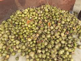 Image result for Voacanga africana