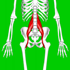 Included in this group are the adductor longus, adductor brevis, adductor magnus, pectineus, and gracilis muscles. Psoas Major Muscle Wikipedia