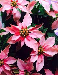 Princettia Poinsettia Poinsettia Flower Trees To Plant
