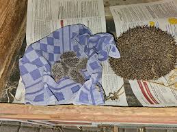 Hoopsydaisy clips - Arousing Hula Hoop Posing Pictures