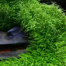 Image result for Humularia bequaertii