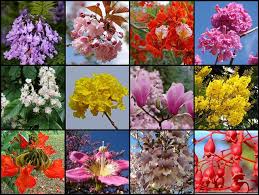 Check spelling or type a new query. Field Guide Flowering Trees Of The World Flickr