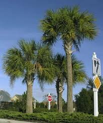 South Carolina State Tree Sabal Palmetto Palmetto Tree Florida Palm Trees Palm Beach Gardens