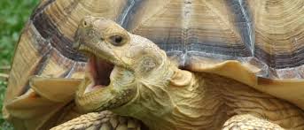 Image result for Grewia sulcata