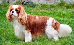 Cavalier King Charles Spaniel Puppies For Sale In Washington Glenwood Cavalier King Charles Cavalier Spaniel Puppy King Charles Spaniel Spaniel Puppies