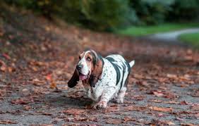 Image result for basset hound