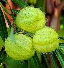 Image result for Gomphocarpus glaucophyllus