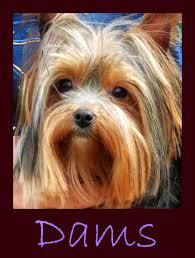 We are dog breeders that only breed purebred parti yorkies. Crescent Yorkies Montana Yorkies Yorkshire Terrier Puppies For Sale