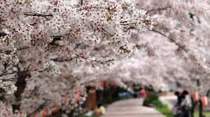After only two weeks, they drop to the ground and wither, falling like snow with the ebb and flow of the winds. Cherry Blossoms Are Blooming Across Japan It S October Ecowatch