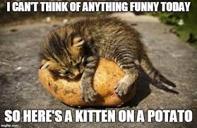 Boss fight gaming video games meme funny memes video. Caturday Gallery