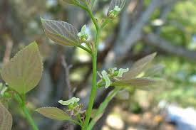 Image result for Celtis sinensis