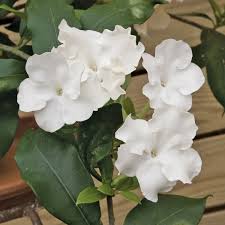 Image result for Brunfelsia