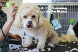 Become an abc certified pet groomer (abcpg). Top 45 Dog Grooming Blogs And Websites To Follow In 2021