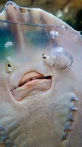 Looks Like A Human Mouth Weird That Ocean Animals Ocean Creatures Marine Animals