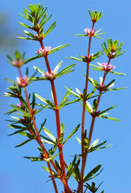 Image result for Rotala juniperina
