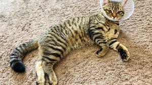 After neutering, your kitten's nutritional needs change. What To Expect After Neutering Your Dog Or Cat Healthy Paws Pet Insurance