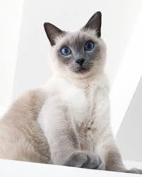 Popular blue point cat of good quality and at affordable prices you can buy on aliexpress. Felippo Blue Point Siamese Cat On Instagram Just To Make Things Clear I M Not Your Pet You Are My Siamese Cats Blue Point Blue Point Siamese Siamese Cats