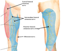 The area between the torso and the thigh, where the leg connects to the body, is called the inguinal canal or just inguinal. Numbness In One Thigh Thigh Numbness Causes Treatment More