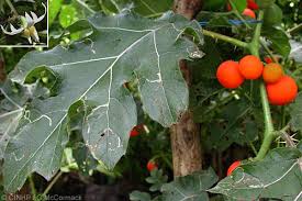 Image result for Solanum capsicoides