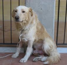 Runde gestartet und präsentiert stolz die 18 besten filme. Viren Dieser Hund Hilft Bei Der Erforschung Von Krebs Welt