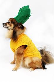 Pineapple Dog Costume
