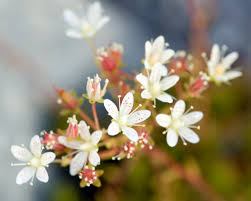 Beautiful blue flowers, macro photography. White Flowers Macro Photography 2560x1600 Wallpapers13 Com